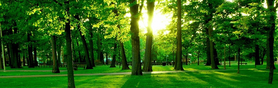 Día Mundial del medio Ambiente